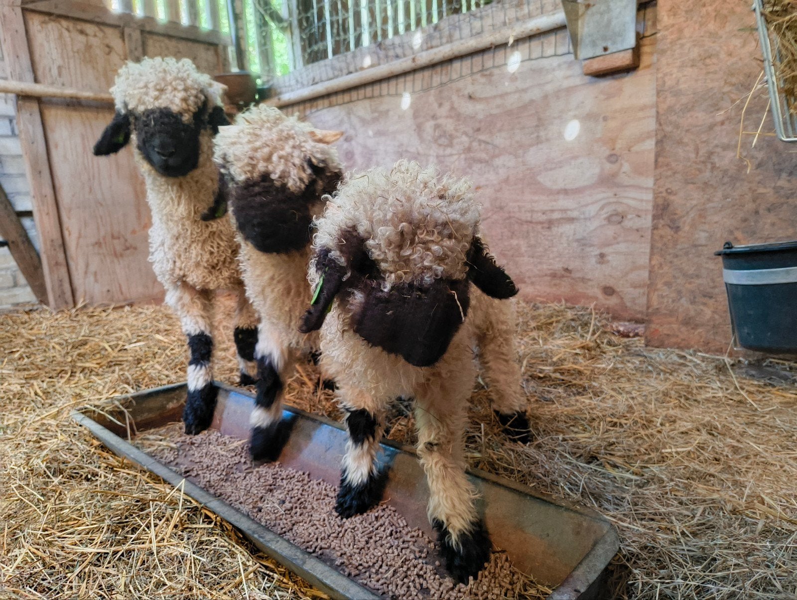 Wallissers schwarznase ramlammeren, Meerdere dieren, Schaap