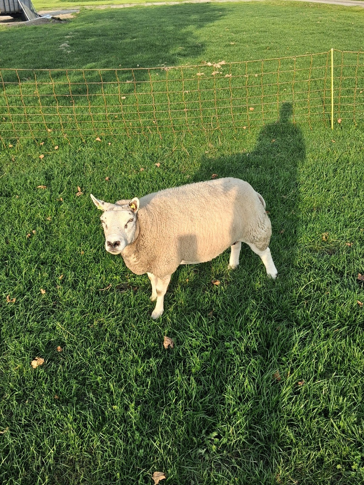 texelaar ooi, Vrouwelijk, Schaap