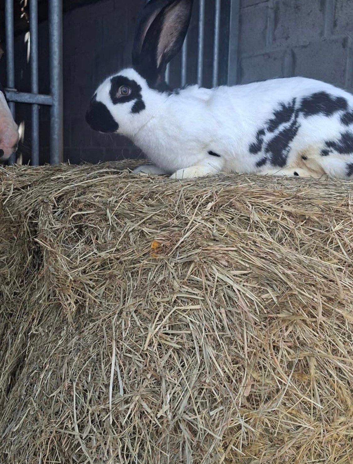 Lotharinger voedster, Dieren en Toebehoren, Vrouwelijk, Groot, 0 tot 2 jaar
