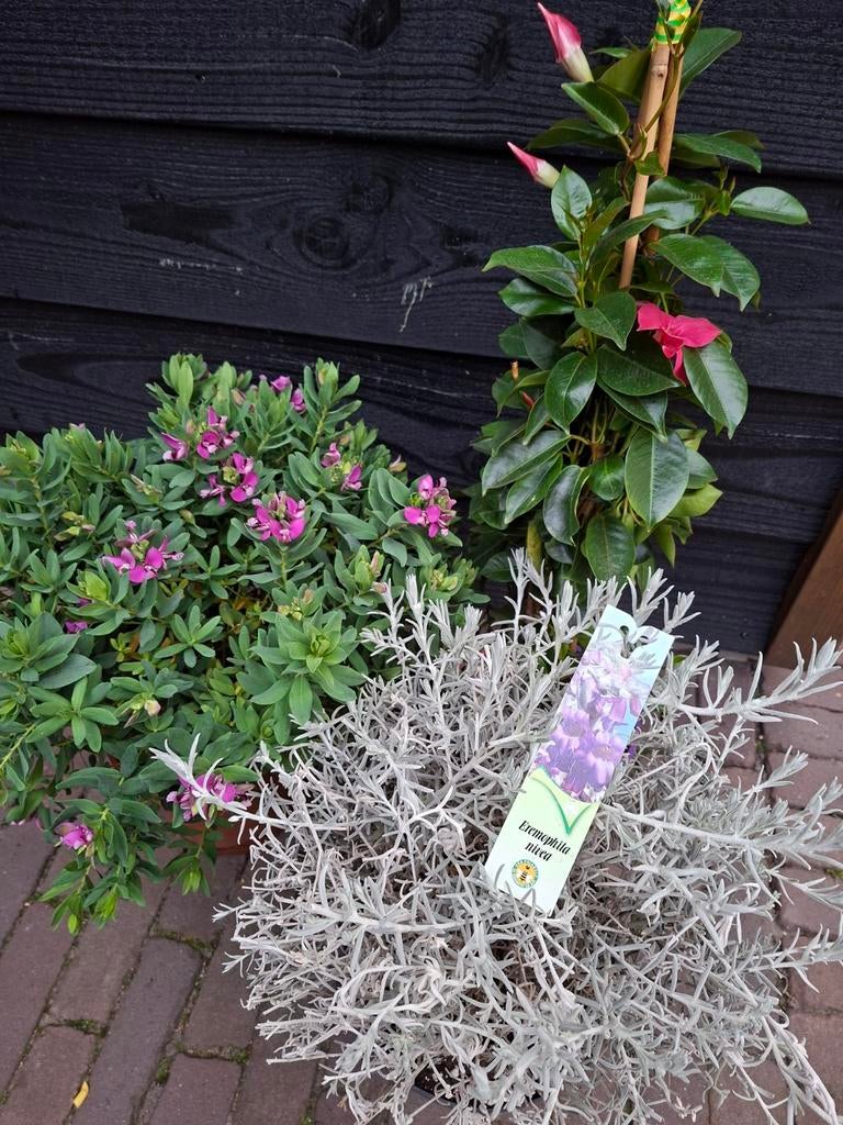 3 x mediterrane..mandevilla.. polygala..eremophila, Tuin en Terras, Planten | Tuinplanten, Ophalen, Overige soorten, Volle zon
