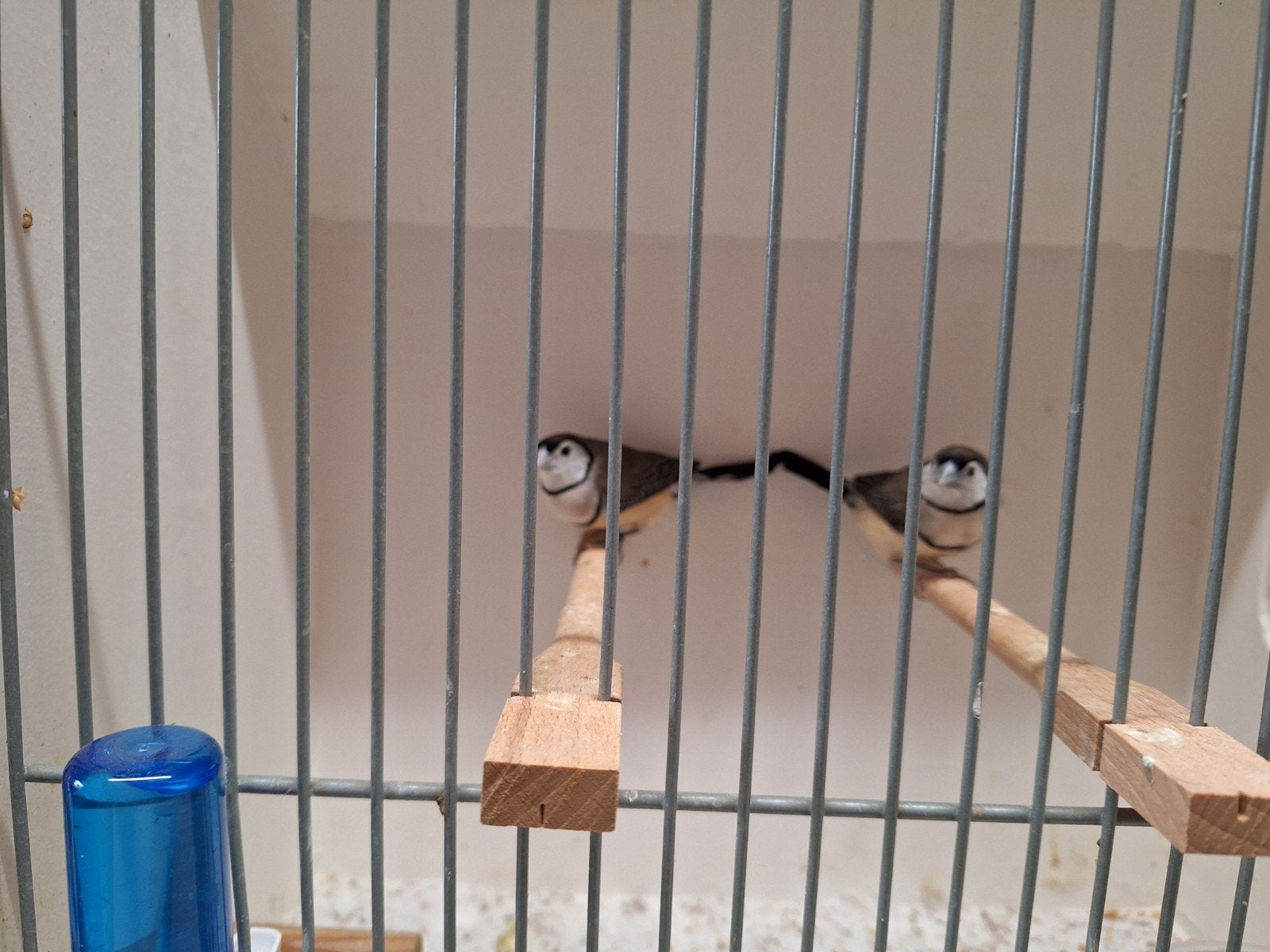 Bichenow astrildes, Meerdere dieren, Geringd