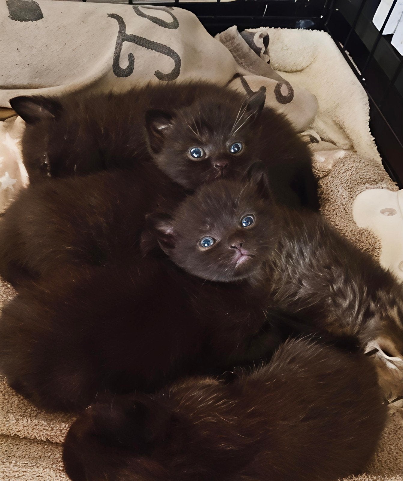Britse korthaar kittens, Meerdere dieren, Met stamboom, 0 tot 2 jaar