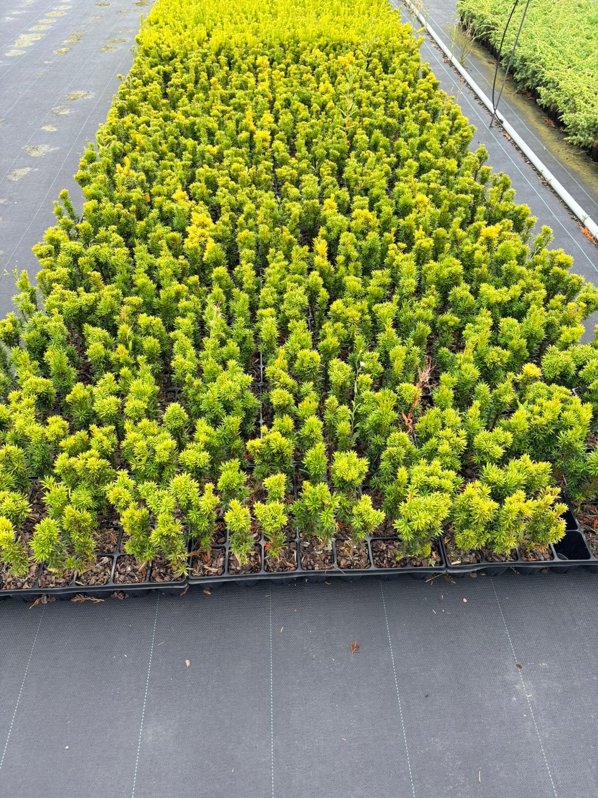 Haagbeplanting Taxus baccata, Ophalen of Verzenden, Taxus, Minder dan 100 cm