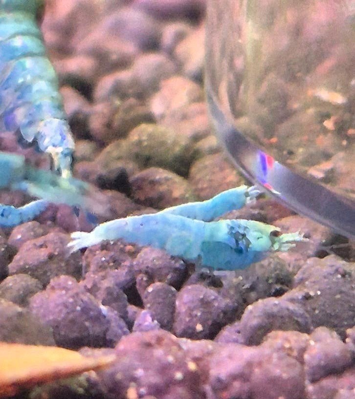 Bleu Bolt, Dieren en Toebehoren, Vissen | Aquariumvissen, Kreeft, Krab of Garnaal