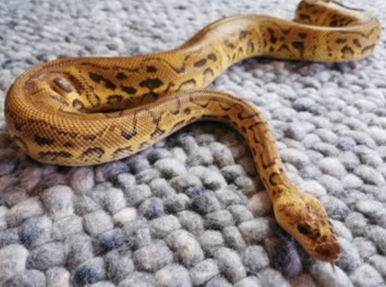 1.0 Pastel Clown Koningspython, Dieren en Toebehoren, Slang, Tam, 0 tot 2 jaar
