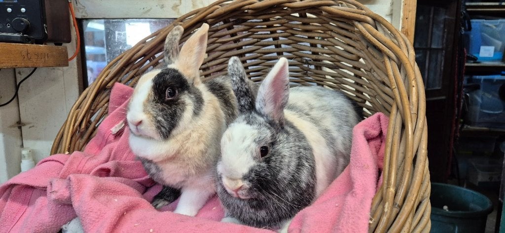konijnen MAX & BLUE uit de opvang zoeken een tehuis!, Meerdere dieren, Dwerg