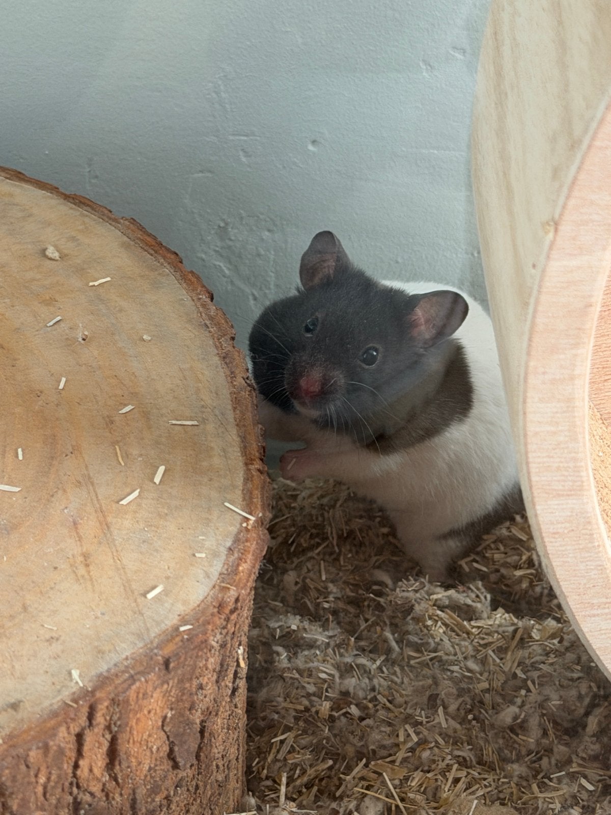 Syrische hamster+kooi+benodigdheden, Dieren en Toebehoren, Knaagdieren, Hamster, Mannelijk, Tam, Oktober