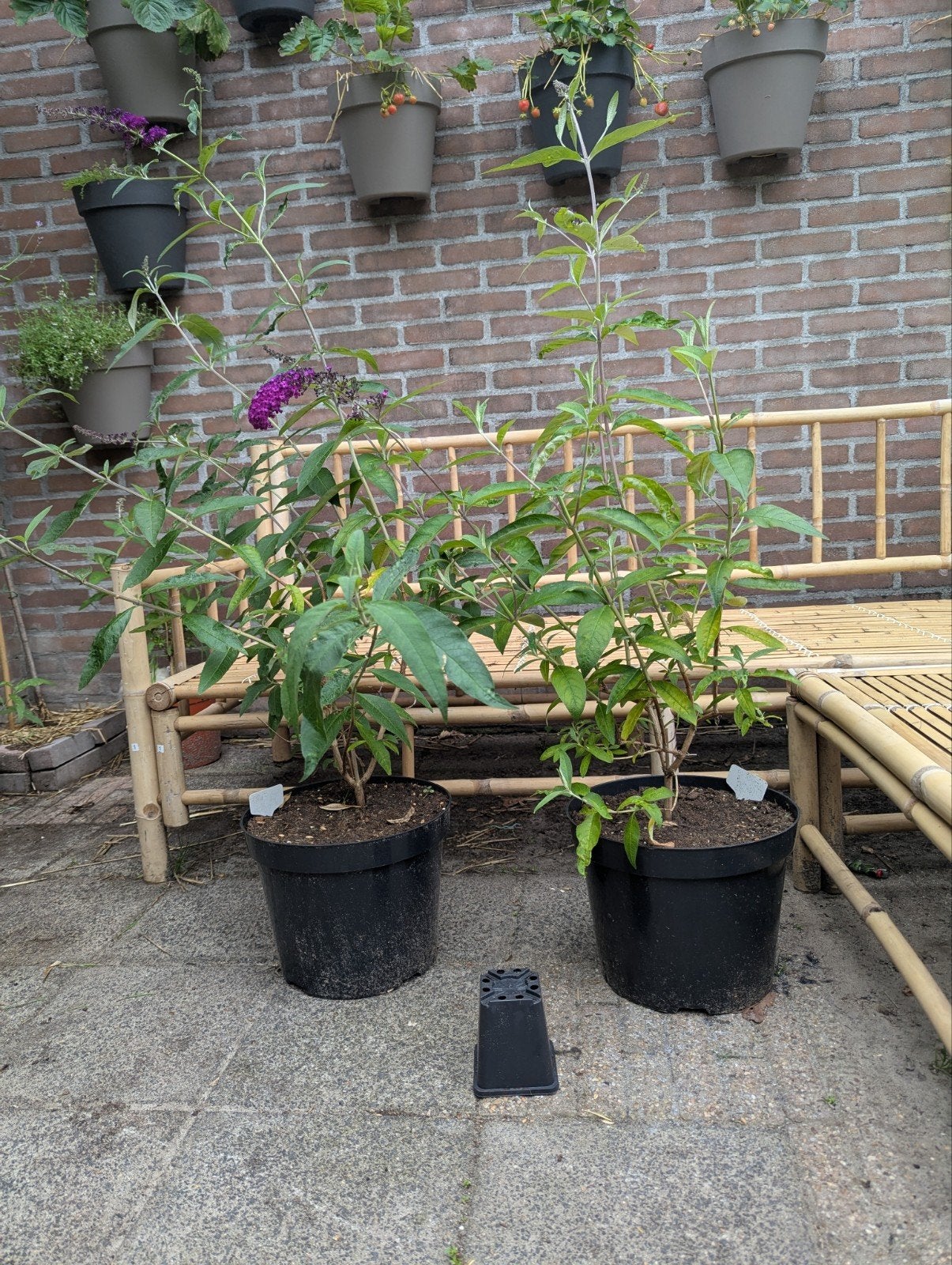 Vlinderstruiken purperrood/paars., Tuin en Terras, Planten | Struiken en Hagen, Ophalen, Vlinderstruik, Minder dan 100 cm