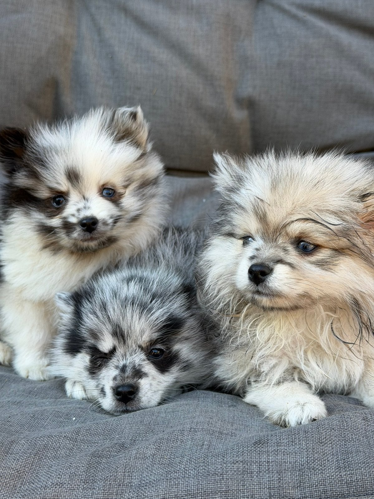 Hele mooie Pomeriaan x Pomsky pups!, Overige rassen, 8 tot 15 weken, CDV (hondenziekte), Meerdere dieren