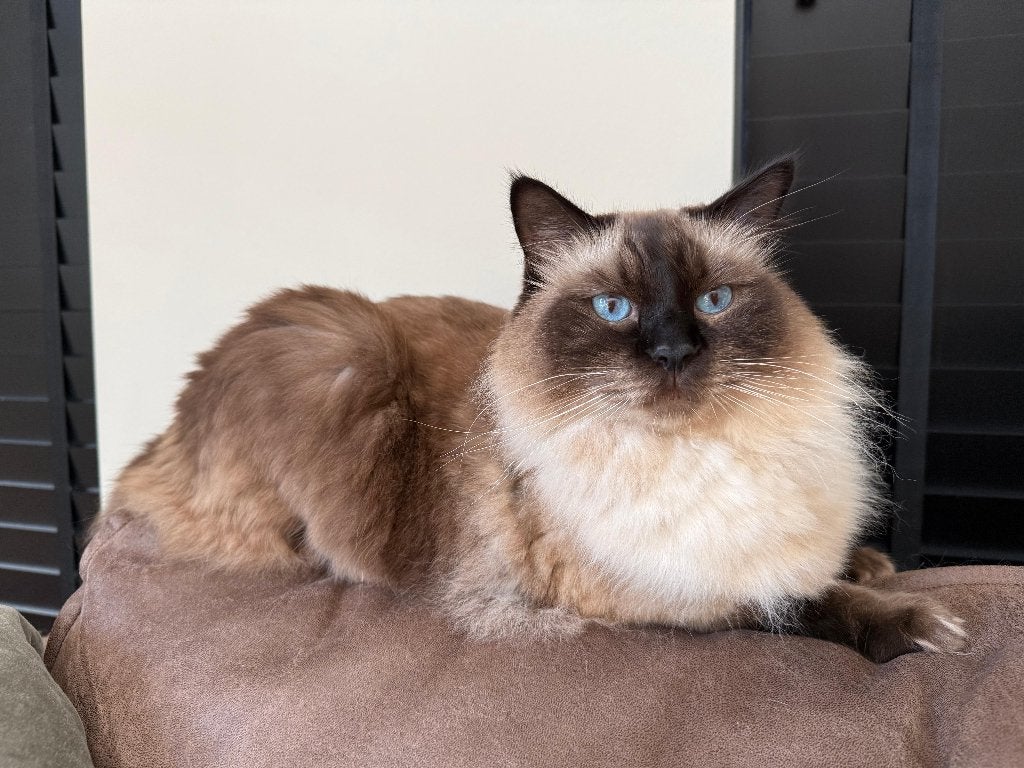 Lief en rustig thuis gezocht voor onze Ragdoll kater Sam, Kater, Met stamboom, 3 tot 5 jaar