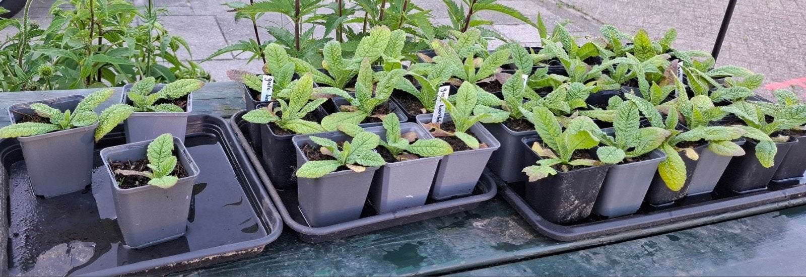 Te koop! Grote kaardebol., Ophalen, Overige soorten, Volle zon
