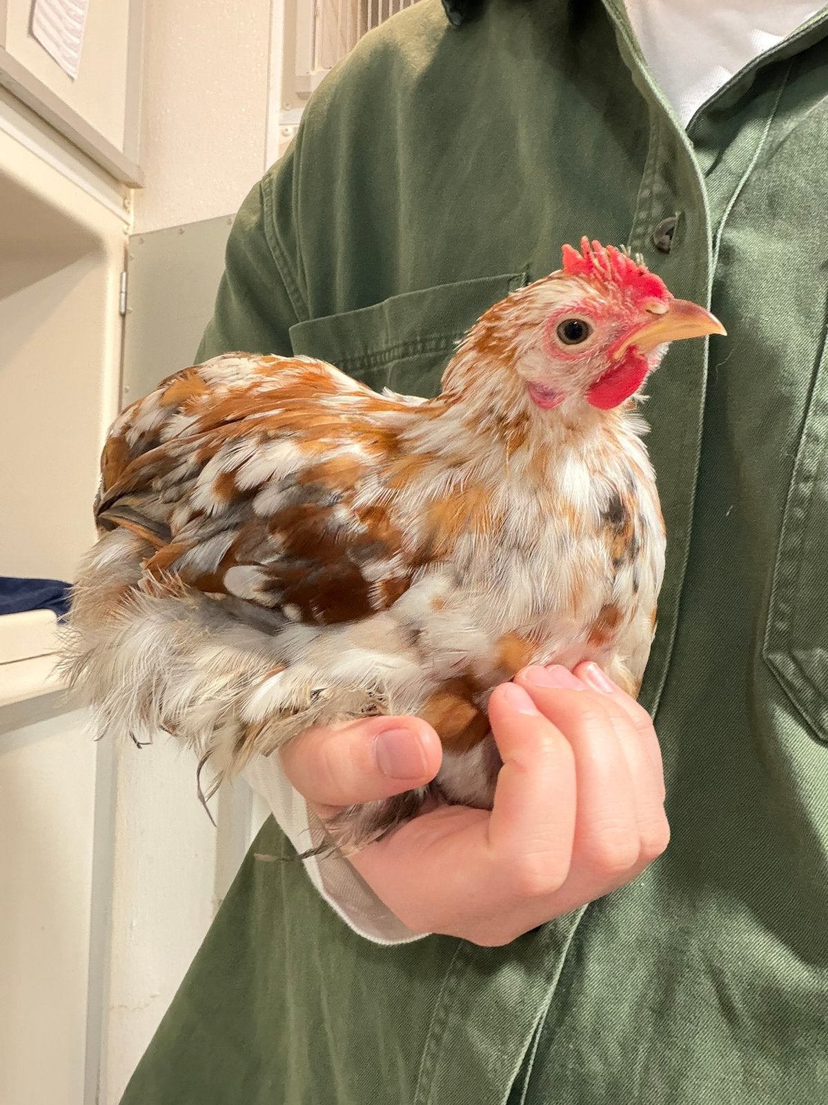 Adrihaantje, tamme cochin kriel blauwgoudberken, Dieren en Toebehoren, Mannelijk, Kip