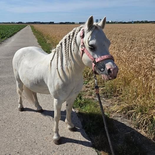 verzorgster gezocht voor mijn pony, Diensten en Vakmensen, Ruiter of Bijrijder