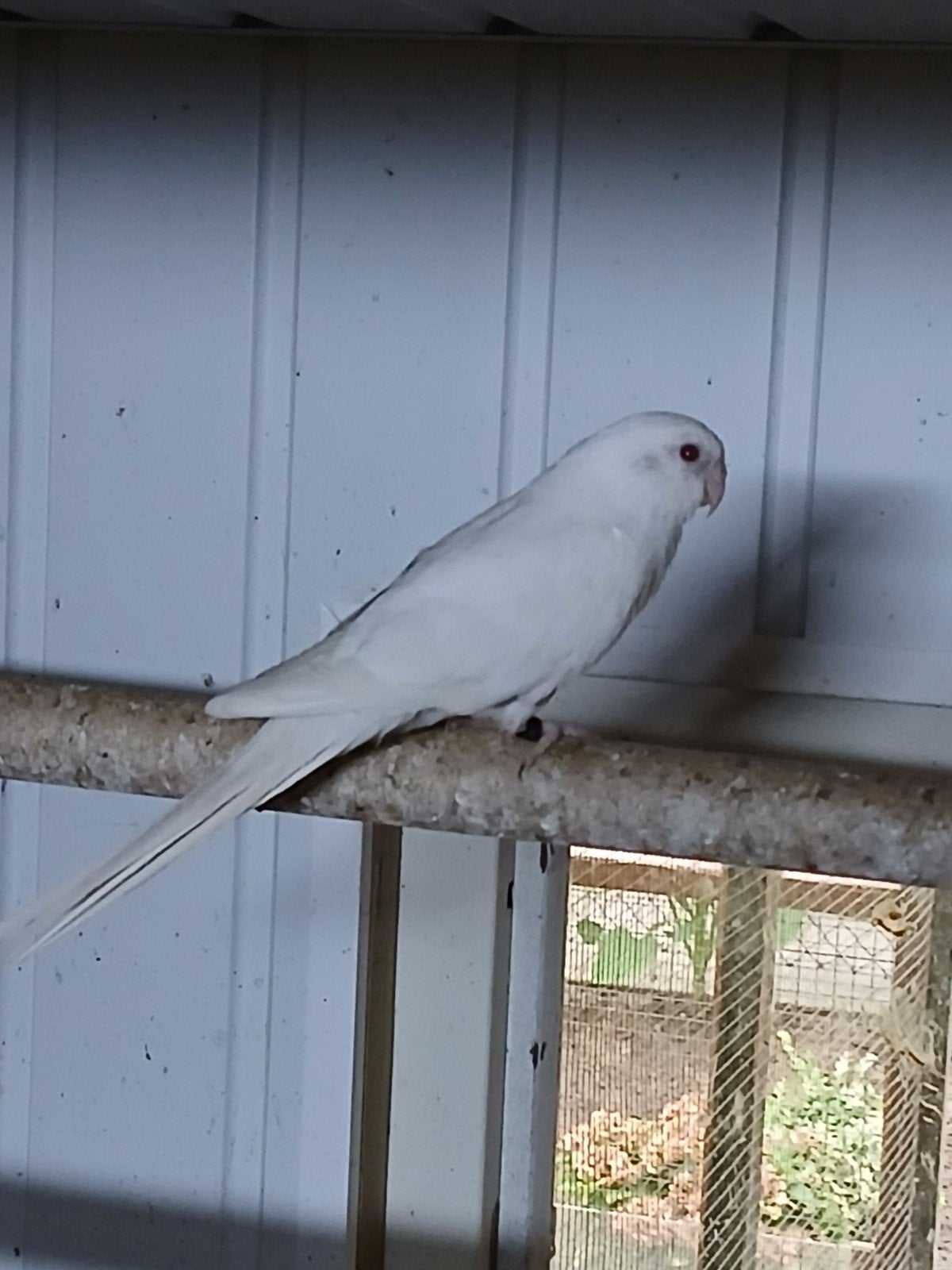 te koop een witte roodrug pop, Dieren en Toebehoren, Vogels | Parkieten en Papegaaien, Vrouwelijk, Parkiet, Geringd