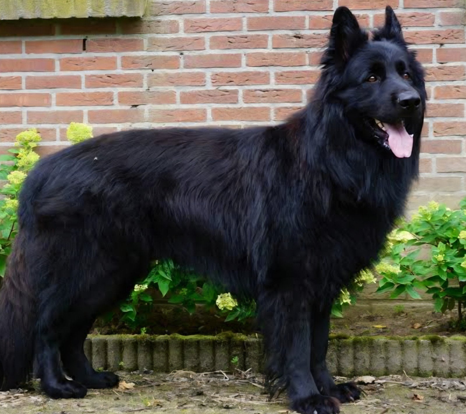 Duitseherder pup GEZOCHT, Ophalen