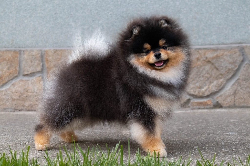 Stamboom Pomeriaan Reu Crème, Keeshond, 15 weken tot 1 jaar, Reu, Buitenland