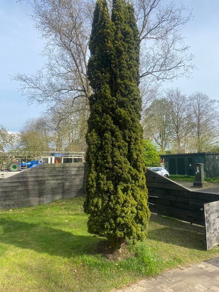 Taxus boom, Tuin en Terras, Planten | Bomen, Ophalen of Verzenden, Bloeit niet, Halfschaduw, Overige soorten