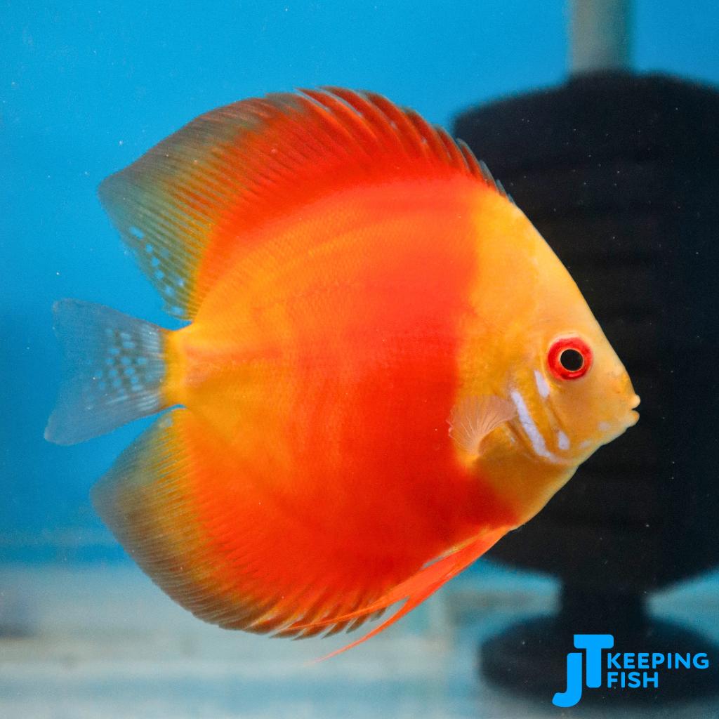 Super Red Diamond Discus 8-10 cm, Dieren en Toebehoren, Vis, Zoetwatervis