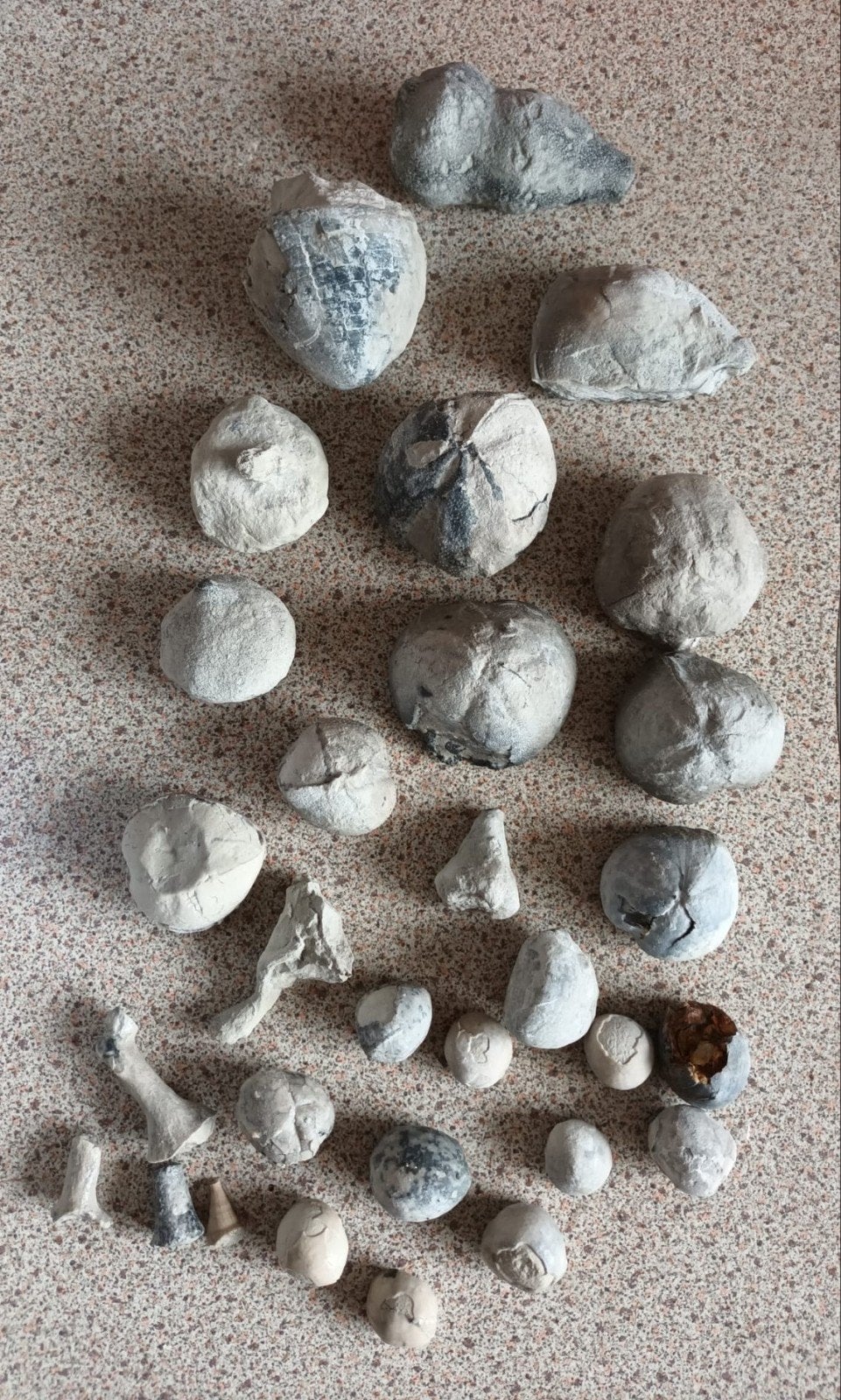 fossielen, waaronder zee-egels en schelpen, Verzamelen, Ophalen of Verzenden, Fossiel