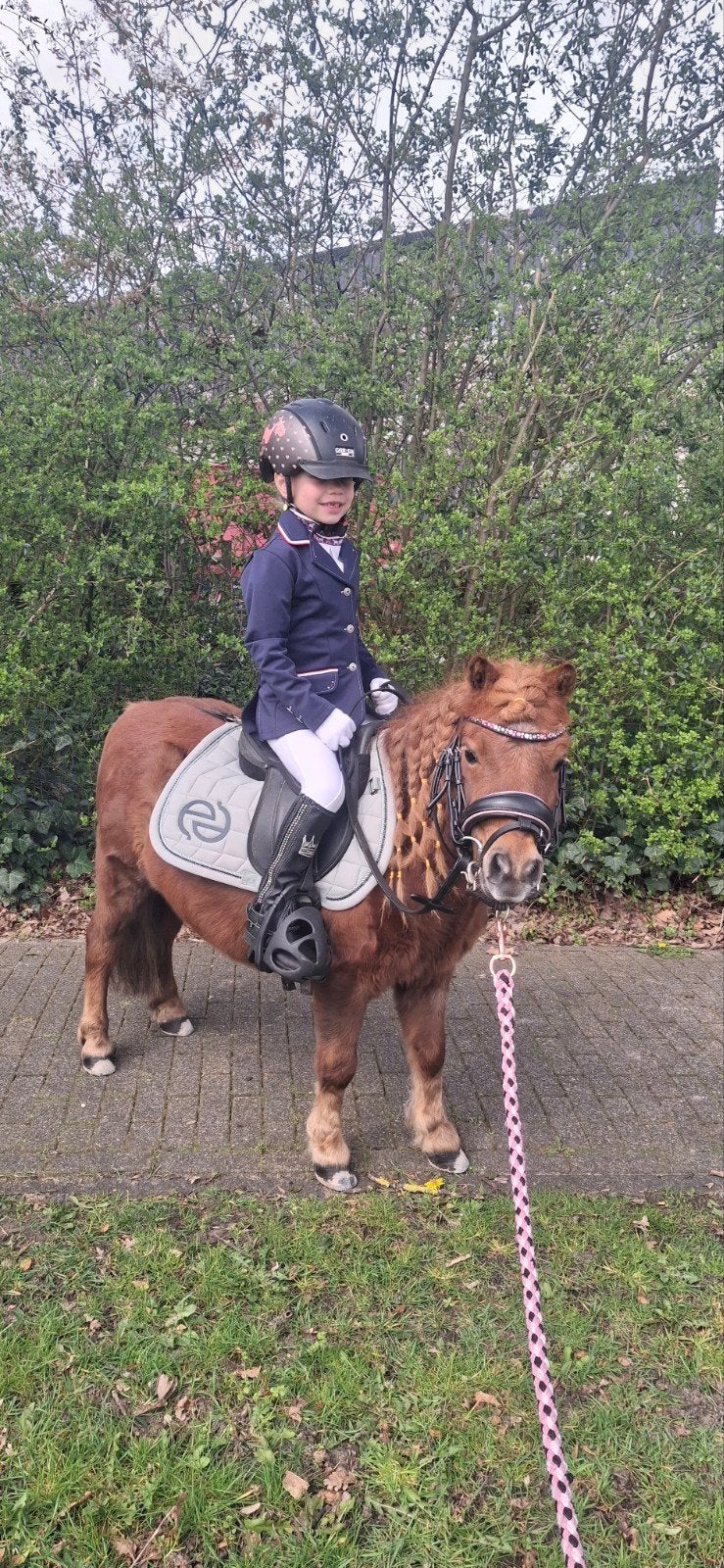 Super leuke lieve Shetlander, Dieren en Toebehoren, Ruin