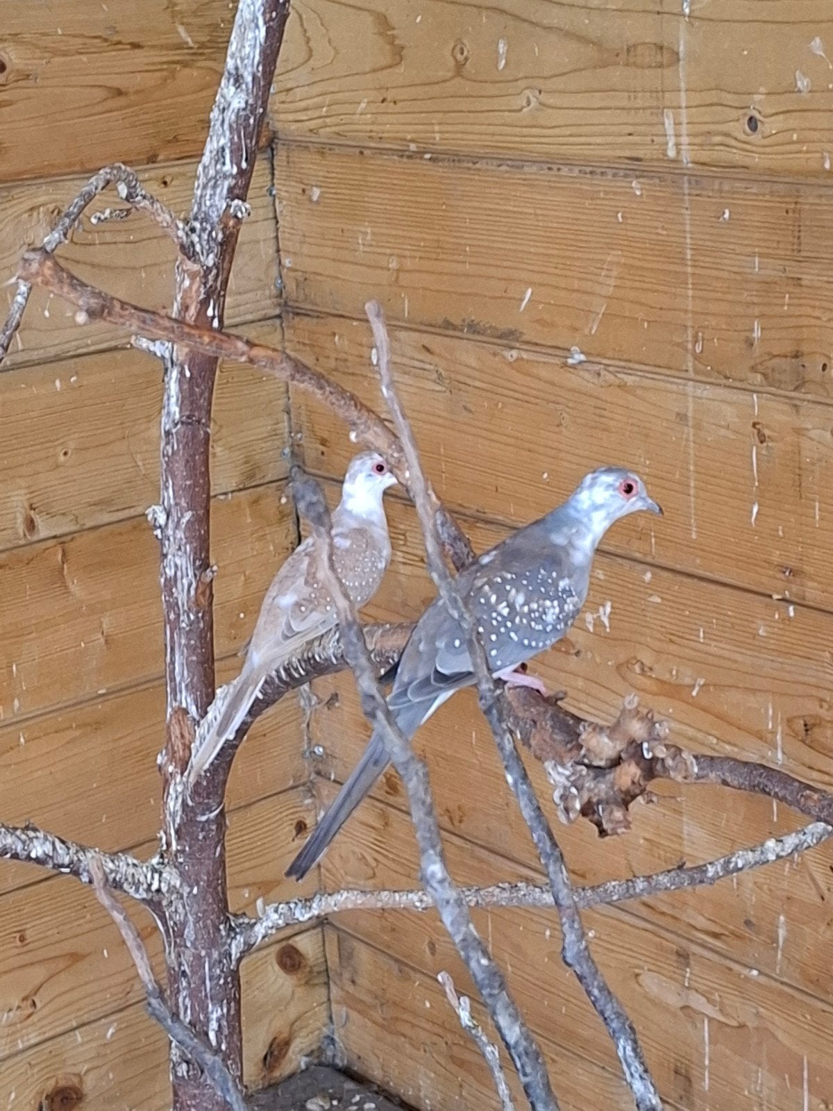 Diamantduifjes 2026, Dieren en Toebehoren, Vogels | Overige Vogels, Meerdere dieren, Tropenvogel, Geringd