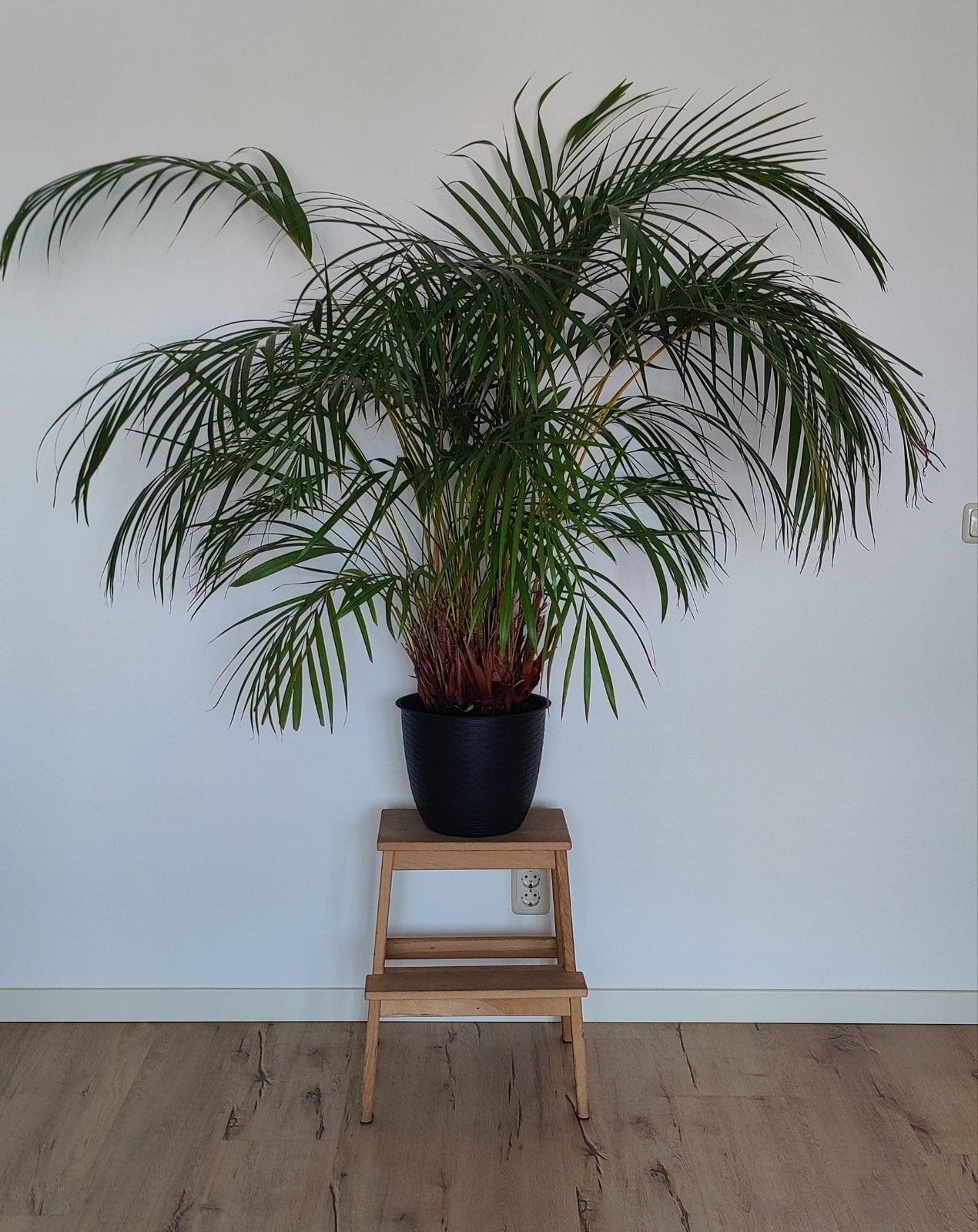 Grote Varen Plant hoogte 110 cm breedte 150 cm exclusief pot, Ophalen