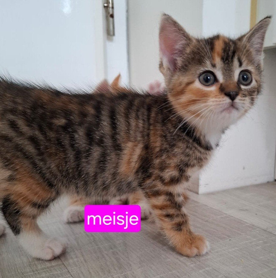 4 kittens mogen hun nest verlaten, Meerdere dieren