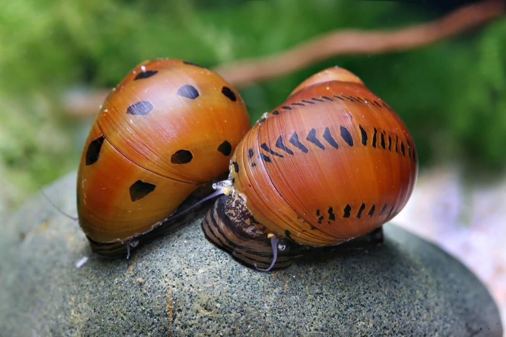 Neritina semiconica - Puntnapslak- Koidream Valburg, Dieren en Toebehoren, Vis, Zoetwatervis