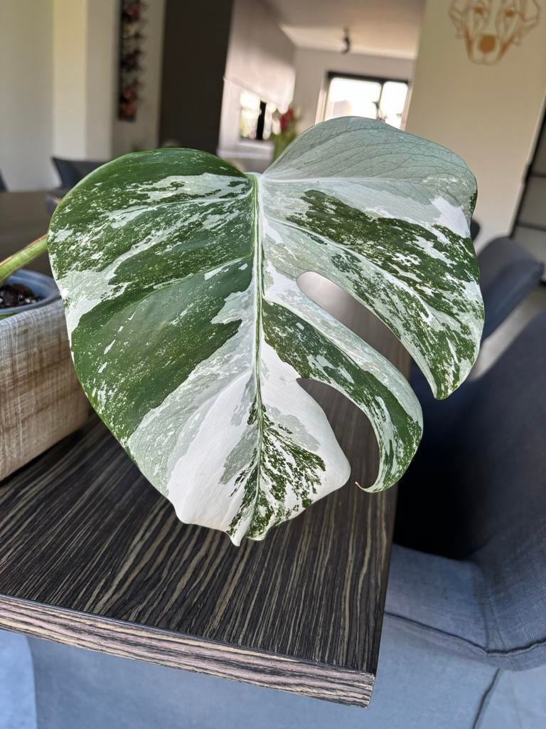 Monstera Deliciosa Variegata/Albo Borsigiana, Vaste plant, Bloeit niet, Halfschaduw, Ophalen