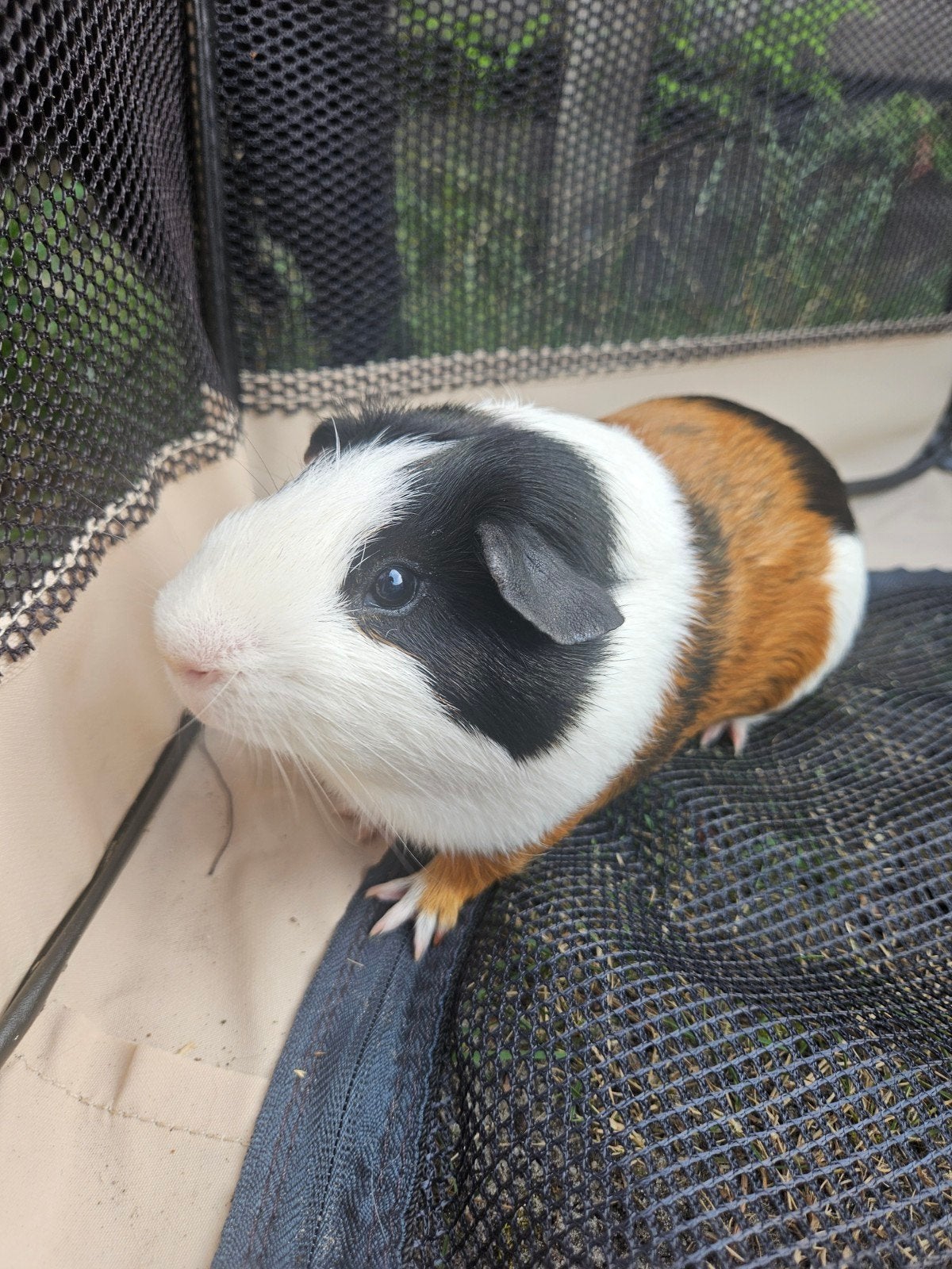 cavia, Dieren en Toebehoren, Knaagdieren, Cavia, Mannelijk, Mei, Tam