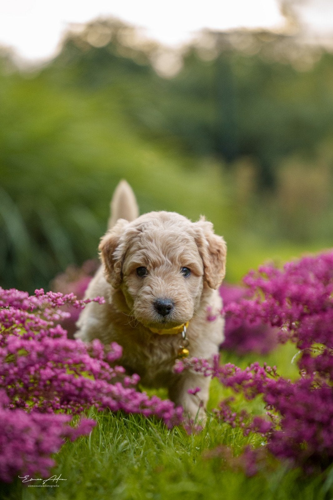 Lieve Multigen Bernedoodle Medium pups – enkele beschikbaar, Overige rassen, CDV (hondenziekte), 8 tot 15 weken, Meerdere
