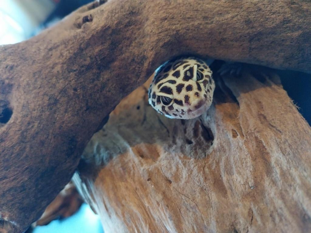 Luipaardgekko met terrarium, Hagedis, Met terrarium, 7 tot 10 jaar