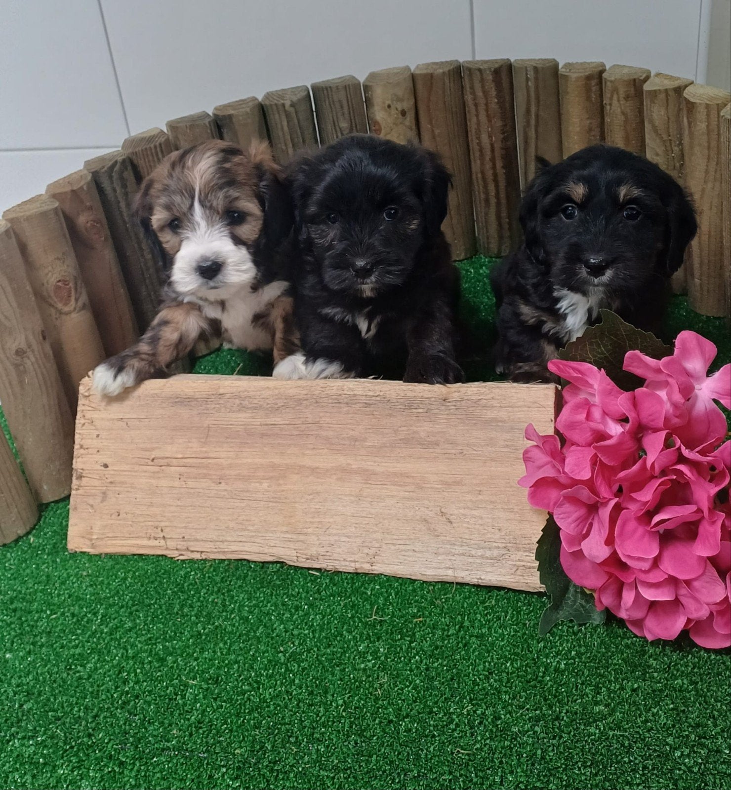 Boomer maltezer teckel (malteck) en maltezer shih tzu pups, Dieren en Toebehoren, Parvo, Nederland, Overige rassen, 8 tot 15 weken