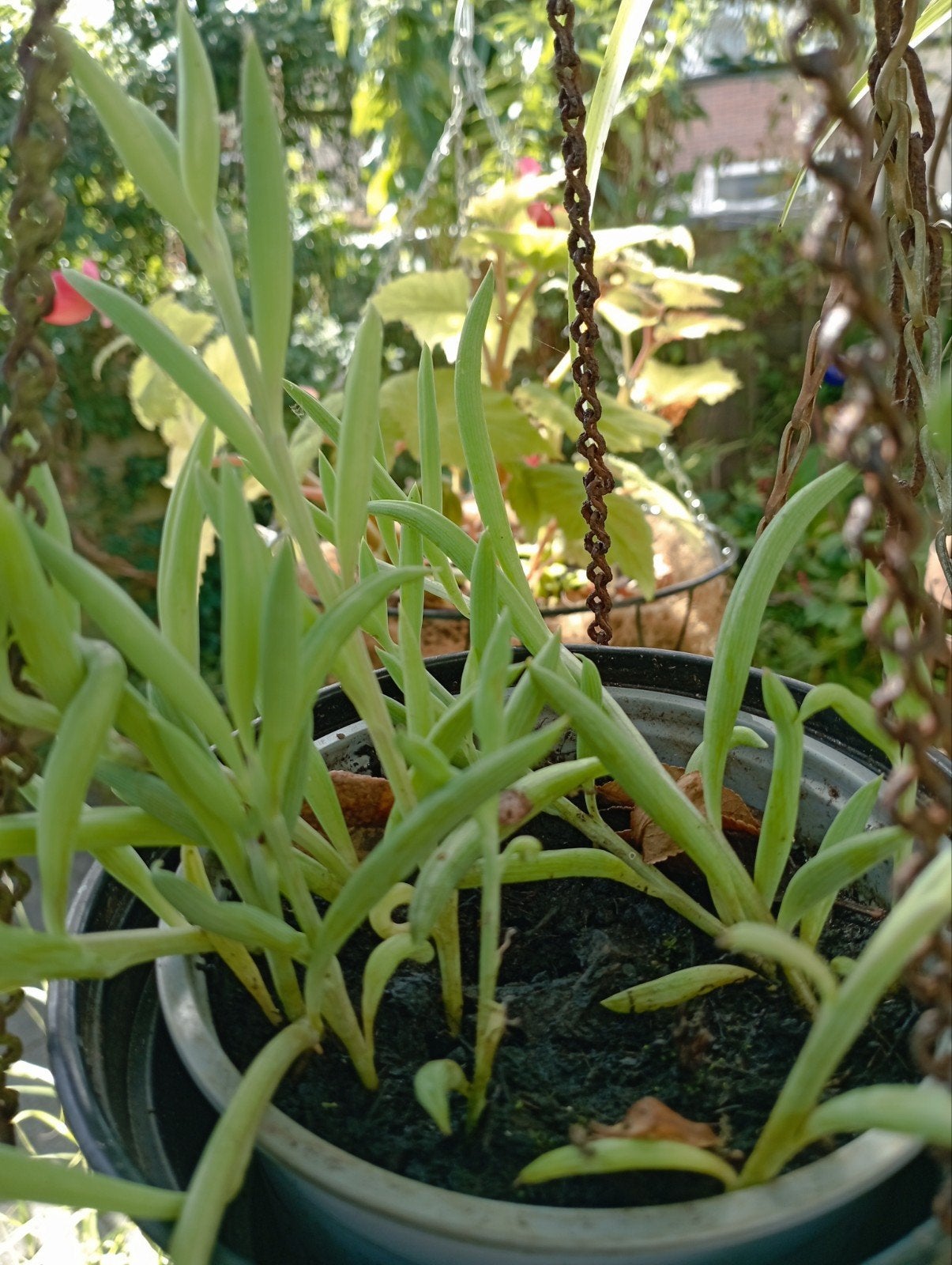 curio repens, Ophalen of Verzenden, Vaste plant, Overige soorten, Volle zon