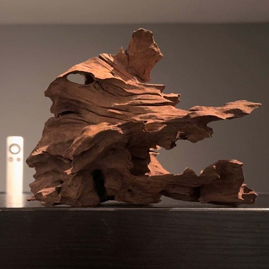 Uniek stuk Kienhout / Spiderwood / Driftwood, Hout Decoratie, Ophalen of Verzenden, Plant(en), Steen of Hout