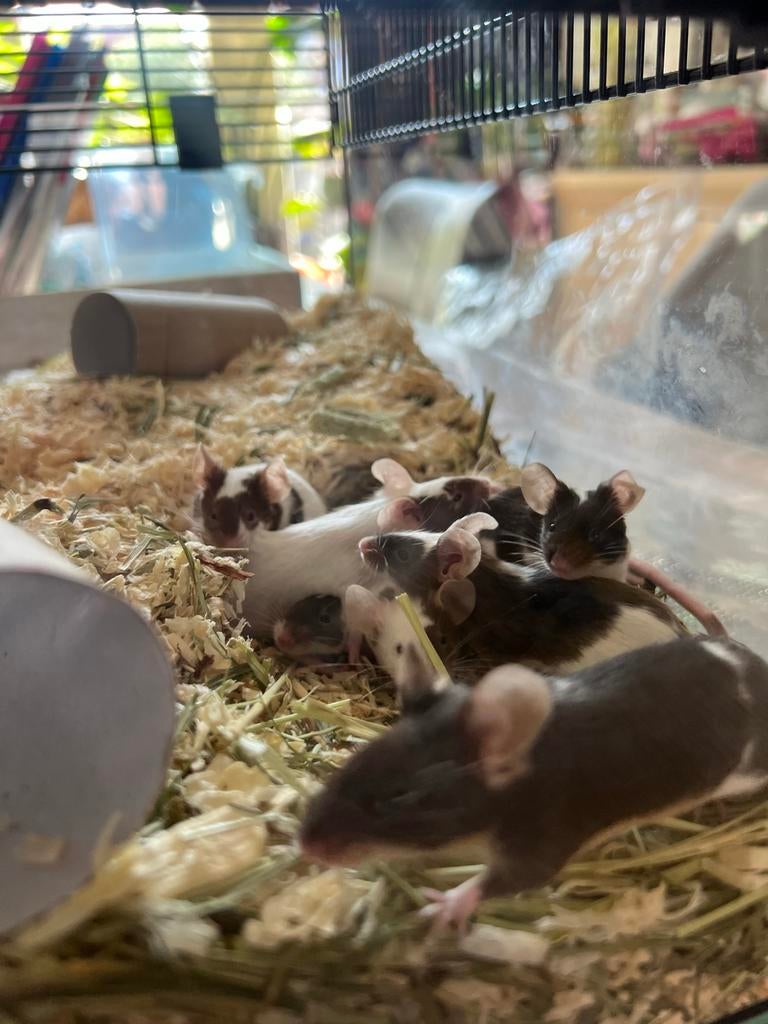 Jonge kleurmuizen - diverse leeftijden, Muis, Januari, Meerdere dieren, Tam