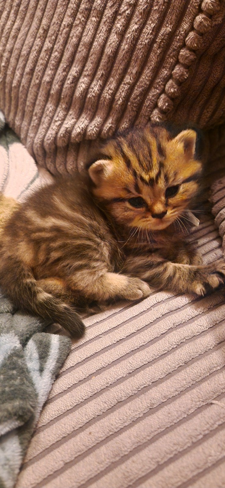 Britse Korthaar/Langhaar kittens Raszuiver Britjes, Meerdere dieren, Kortharig, 0 tot 2 jaar