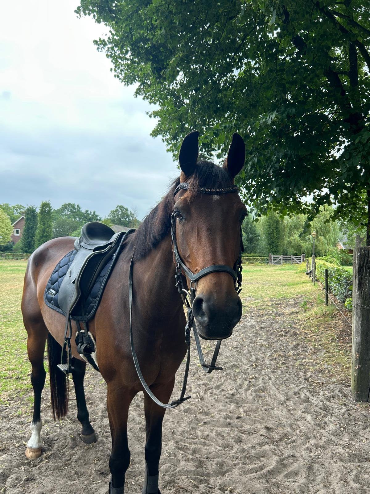5 jarige dressuurmerrie kjento x Florencio, Ophalen
