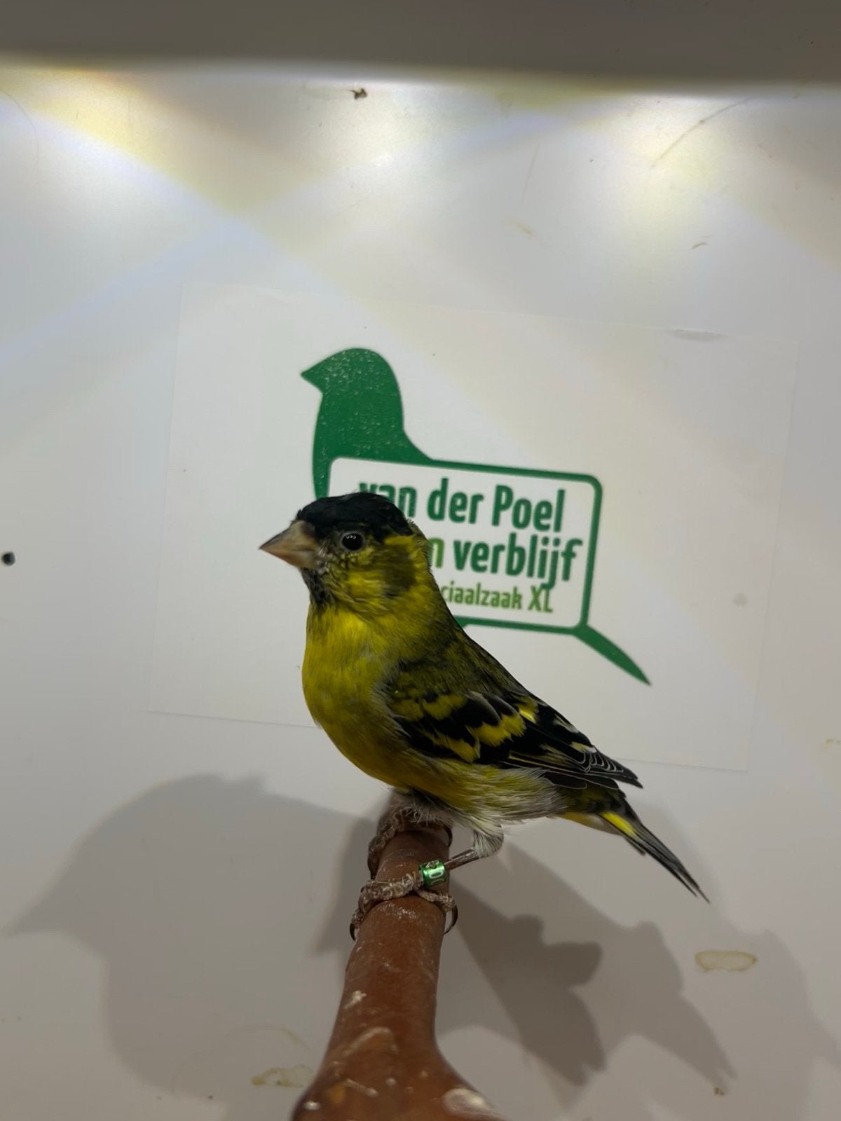 5-0 Amerikaanse baardsijs, Mannelijk, Tropenvogel
