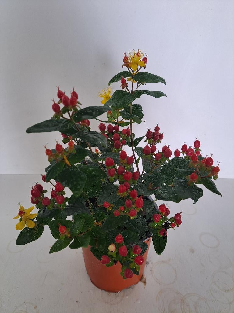 Hypericum, Ophalen, Zomer, Overige soorten, Volle zon