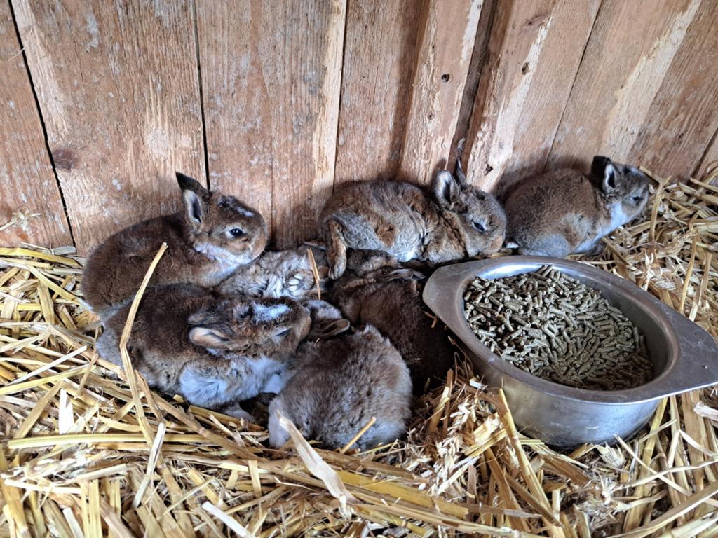 Jonge konijnen rex .inmiddels 9weken oud, Dieren en Toebehoren, Meerdere dieren
