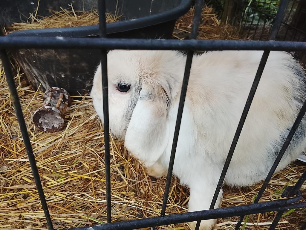 Gratis afhalen 2 dwerg konijnen, Dieren en Toebehoren, Konijnen, Meerdere dieren, Dwerg, 3 tot 5 jaar