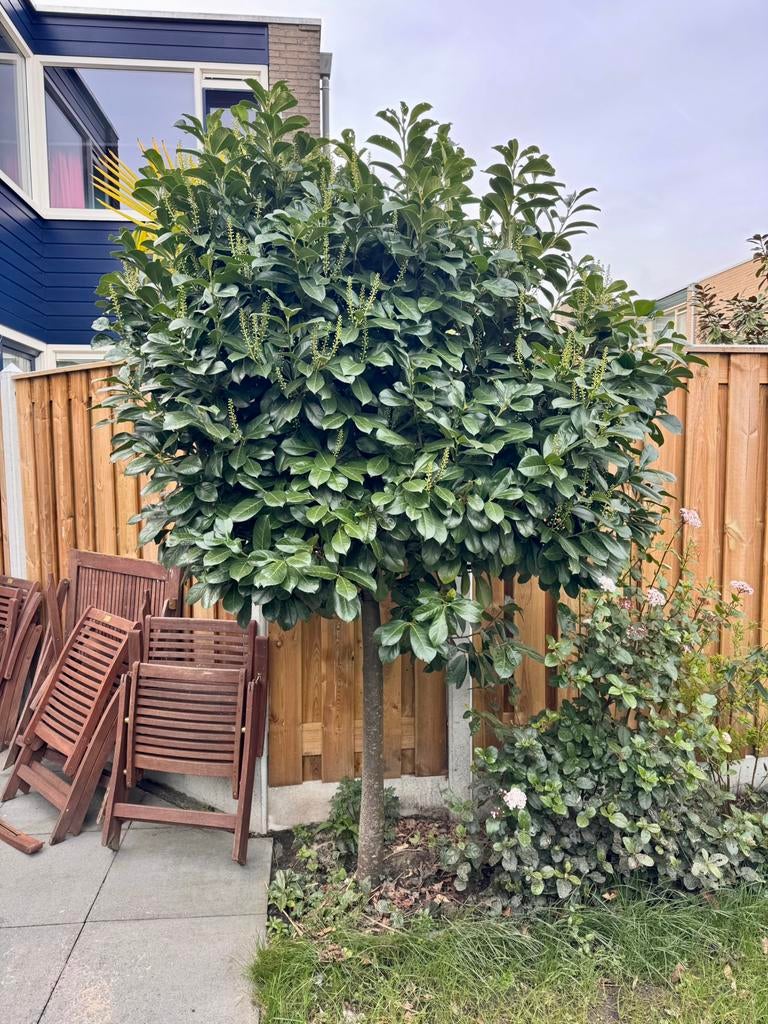 Laurierkers op stam (Prunus laurocerasus), Tuin en Terras, Planten | Bomen, Ophalen