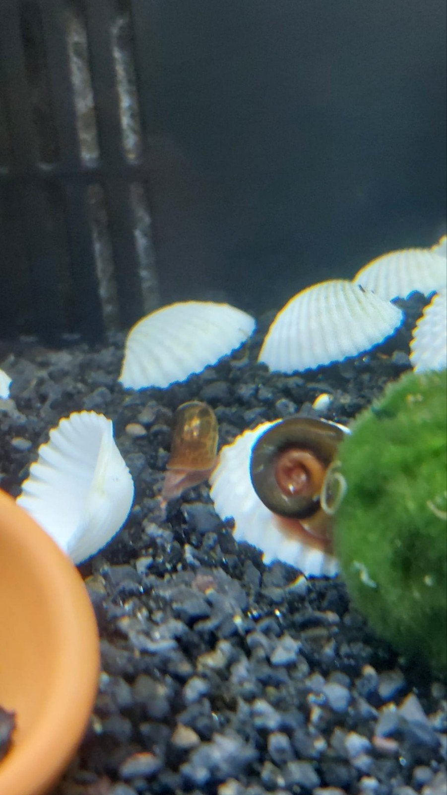 Posthoornslakken, Dieren en Toebehoren, Vissen | Aquariumvissen, Slak of Weekdier