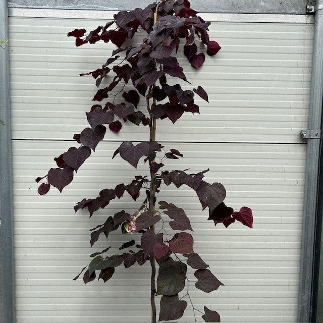 Cercis of Judasboom, Tuin en Terras, Planten | Bomen, Ophalen of Verzenden, Lente, In pot, 100 tot 250 cm