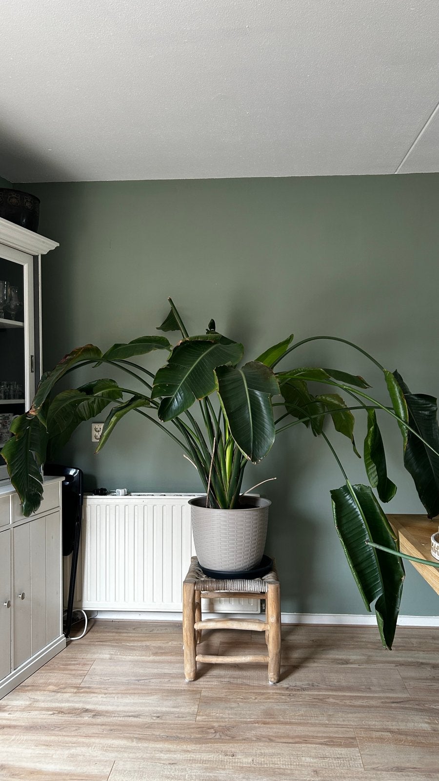 Grote Strelitzia Nicolai (paradijsvogelplant), Ophalen, Overige soorten, Halfschaduw, In pot