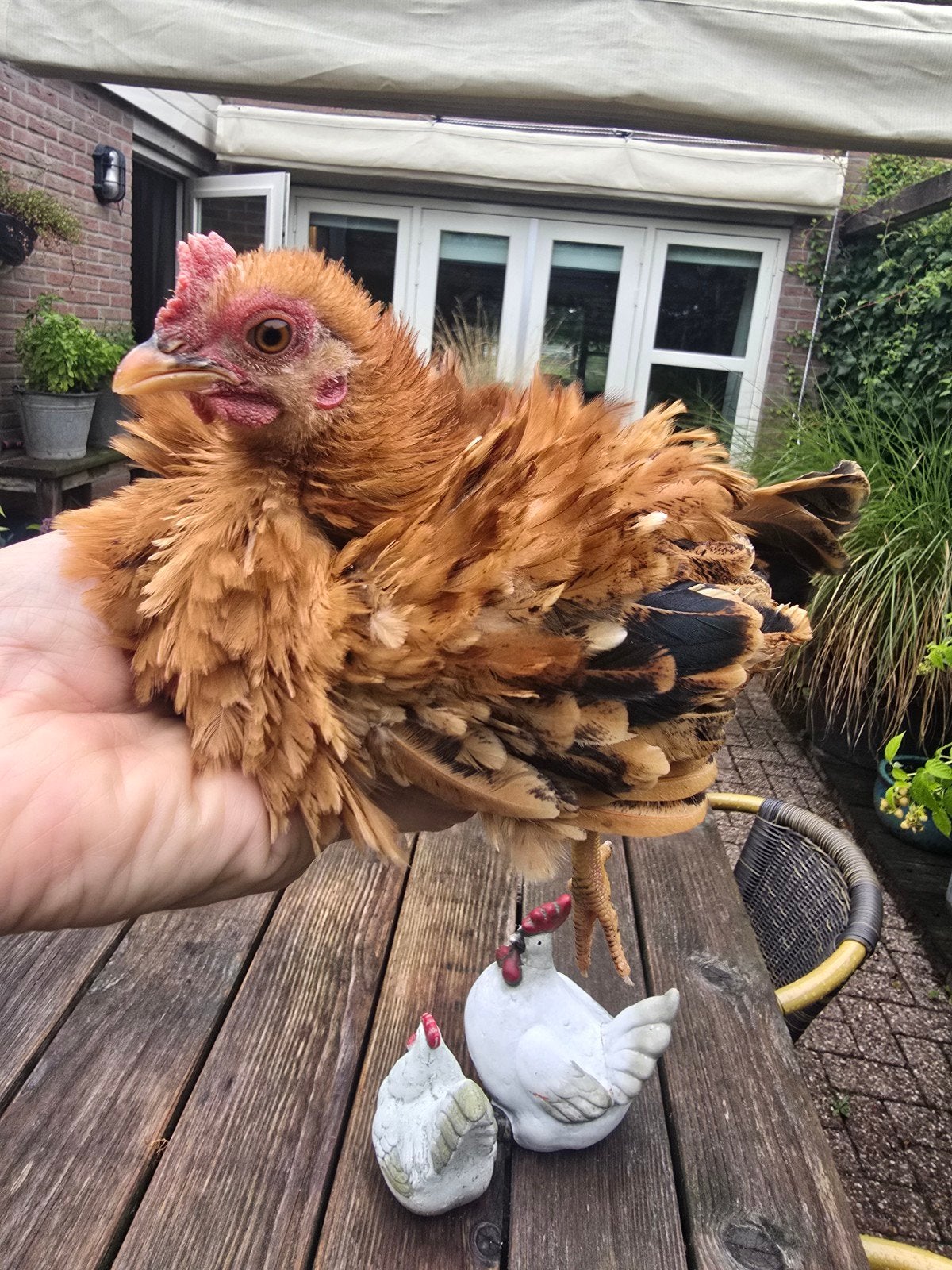 klein, superlief en zeer tam stadshaantje, Dieren en Toebehoren, Mannelijk, Kip