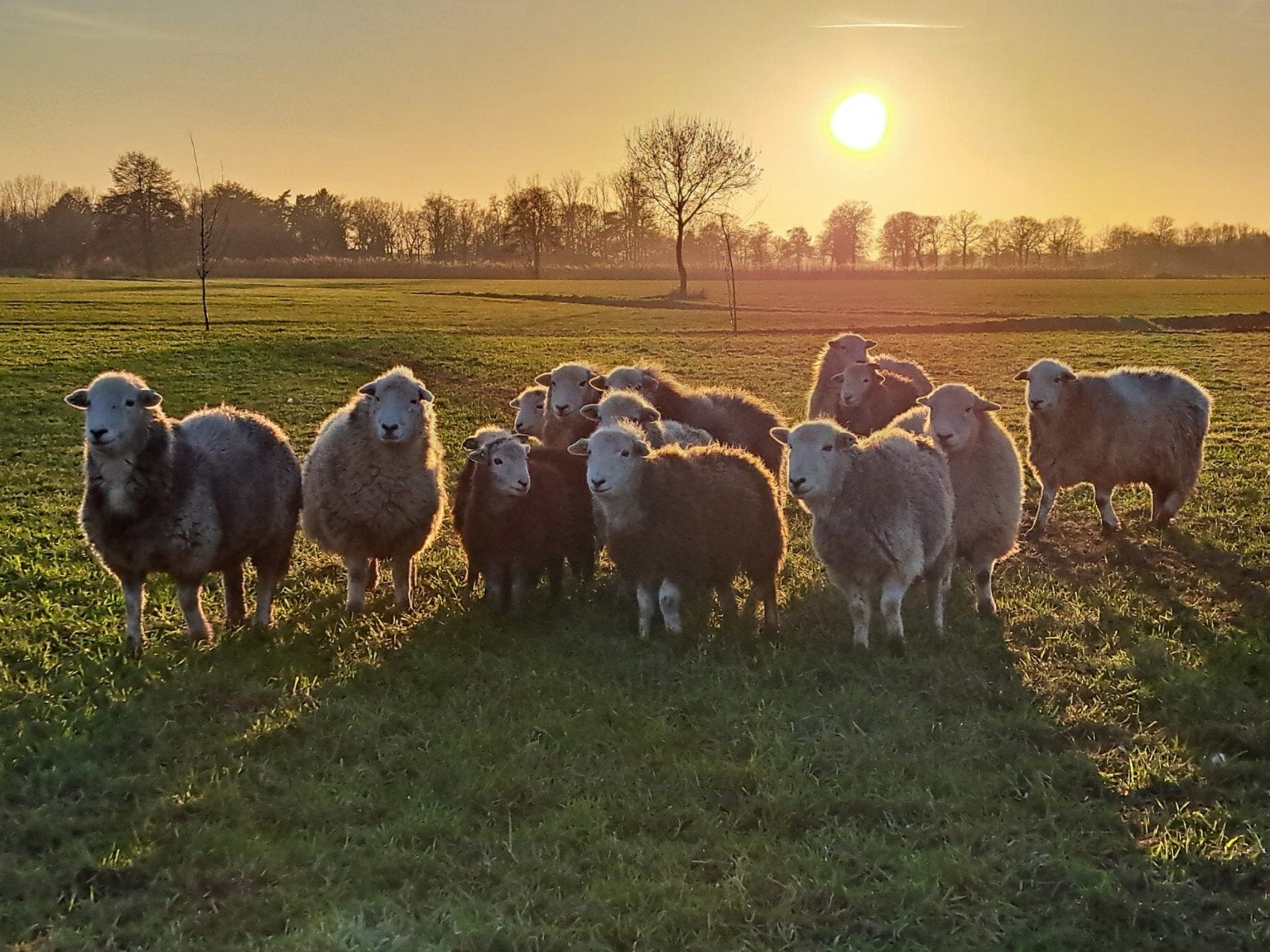 Herdwick dekkram en diverse raszuivere ooien en lammeren, Meerdere dieren, Schaap