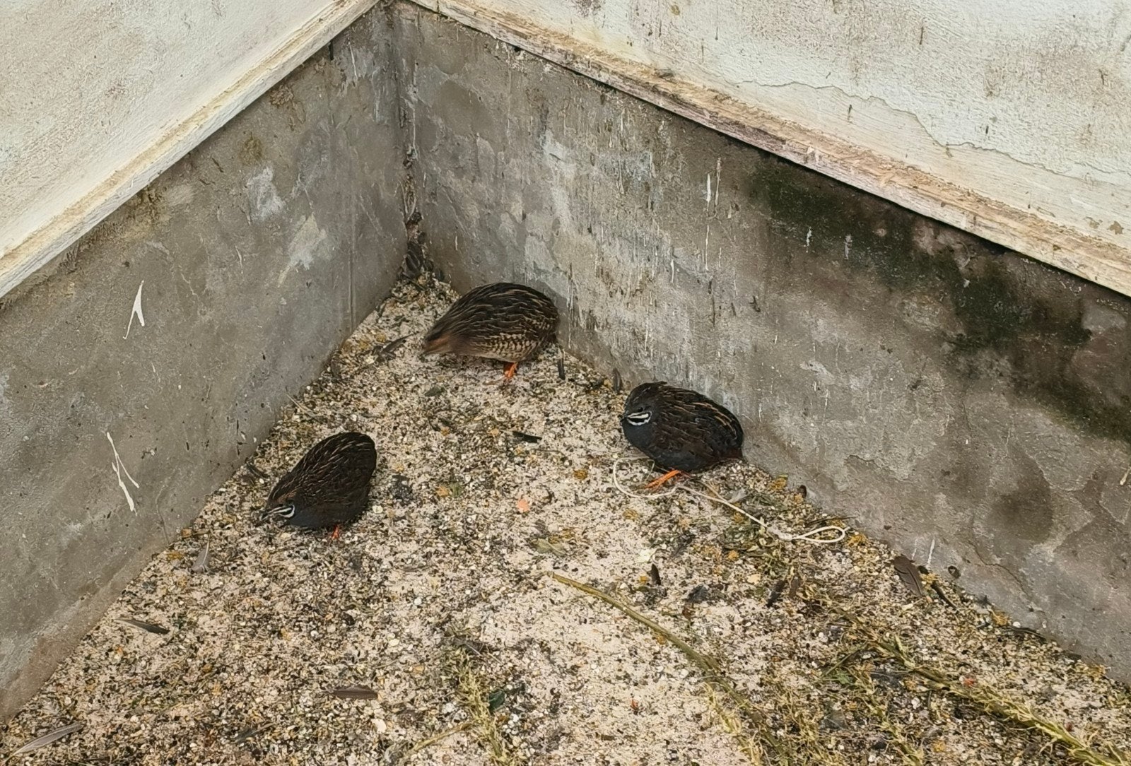 Chinese dwergkwartels te koop, Dieren en Toebehoren, Meerdere dieren