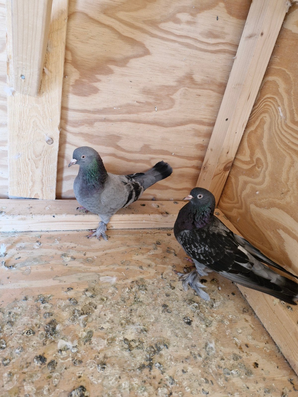 Kweek koppel takla duiven, Dieren en Toebehoren, Vogels | Duiven, Meerdere dieren, Overige soorten